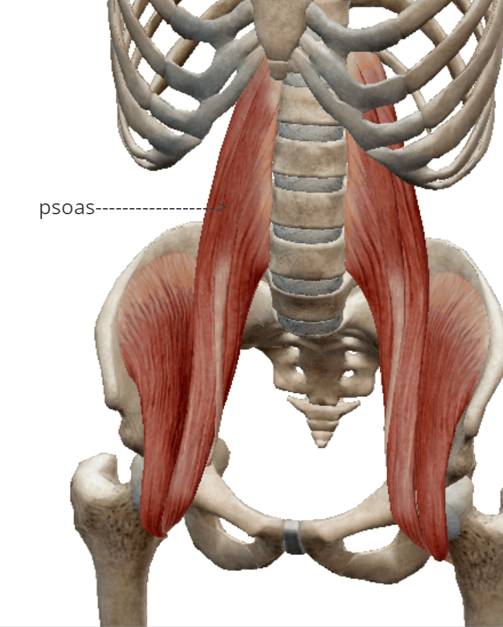 hip