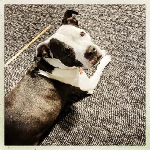 Dog Hector at Reimagym gym